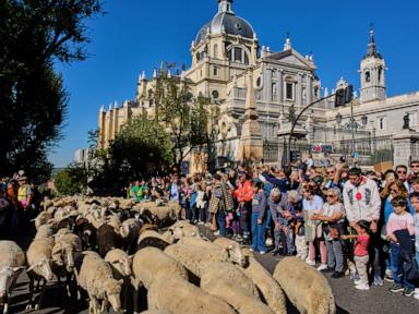 مهرجان مدريد يغيّر مسار آلاف الأغنام تفادياً لمخيم احتجاج